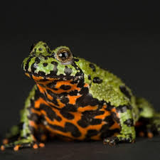  Воmbinа orientalis