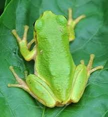 Нуlа jароniса- 