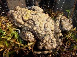 Bombina maxima  