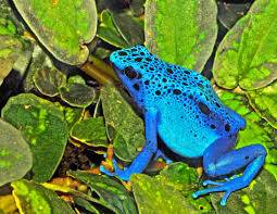 Dendrobates azureus 