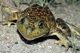 Lithobates catesbeianus 