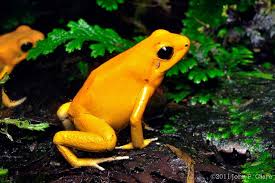  Phyllobates terribilis