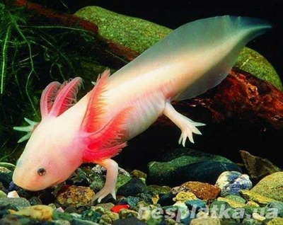 Аксоло́тль