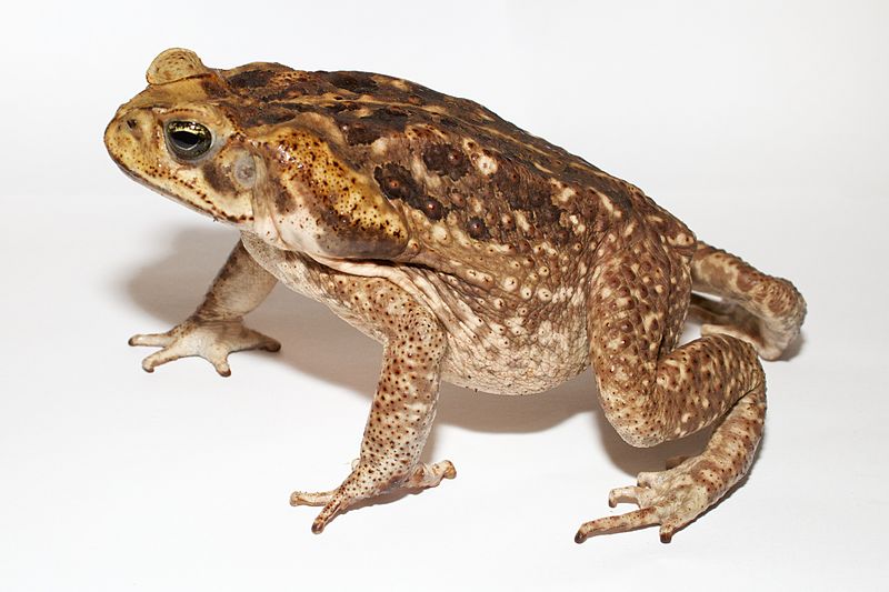 Bufo marinus