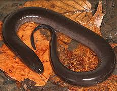 Амфиу́ма двухпа́лая 