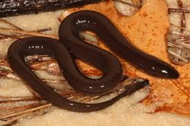 Амфиу́ма однопа́лая