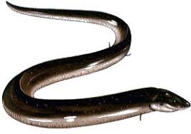 Амфиу́ма трёхпа́лая