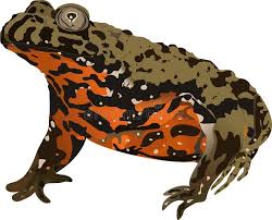 Жерля́нка краснобрю́хая 