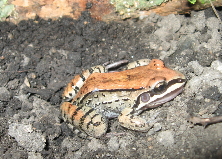 Leptodactylus mystacinus
