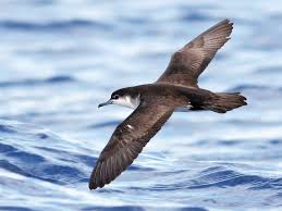 Puffinus lherminieri