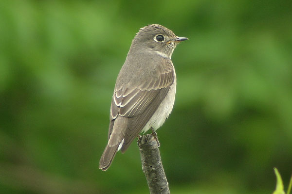 Muscicapa sibirica 