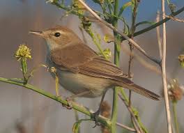 Acrocephalus dumetorum 