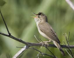 Acrocephalus palustris 