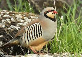 Alectoris chukar