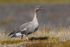 Anser brachyrhynchus