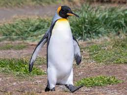 Aptenodytes patagonicus