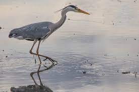 Ardea cinerea