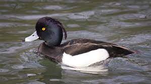 Aythya fuligula