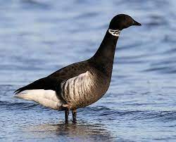 Branta bernicla