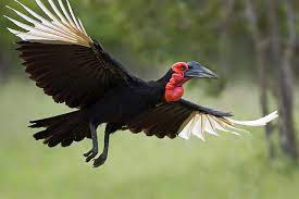 Bucorvus leadbeateri