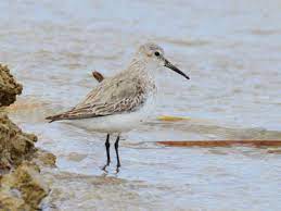 Calidris alpina