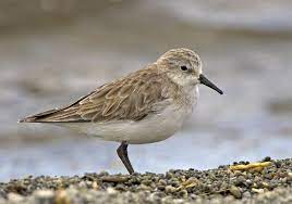 Calidris minuta