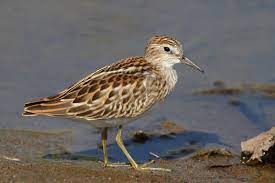 Calidris subminuta