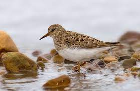 Calidris temminckii