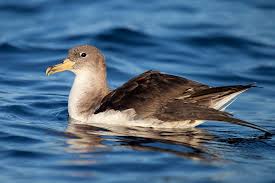 Calonectris (Puffinus) diomedea