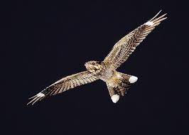 Caprimulgus europaeus