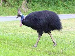 Casuarius casuarius
