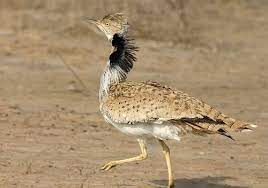 Chlamydotis macqueeni