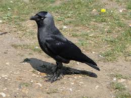 Corvus_monedula 