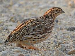Coturnix coturnix
