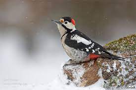 – Dendrocopos syriacus