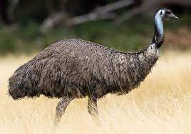 Dromaius novaehollandiae