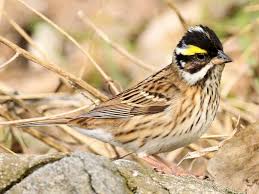 Emberiza chrysophrys 
