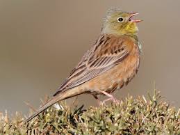 Emberiza hortulana 