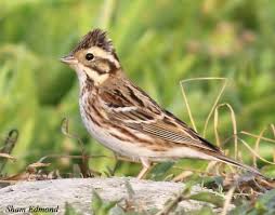 Emberiza rustica 