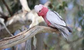Eolophus roseicapillus