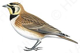  Eremophila alpestris