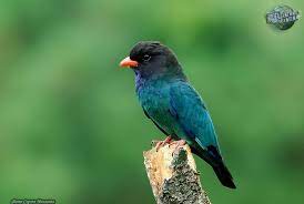 Eurystomus orientalis 