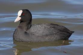 Fulica atra