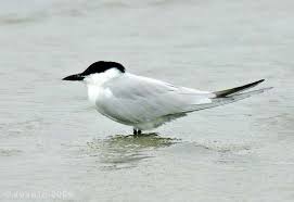 Gelochelidon nilotica 