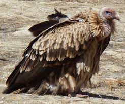 Gyps himalayensis