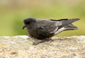 Hydrobates pelagicus  