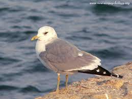 Larus canus