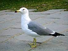 Larus crassirostris
