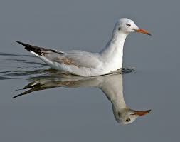 Larus genei
