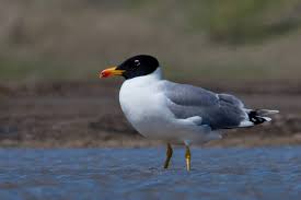 Larus ichthyaetus